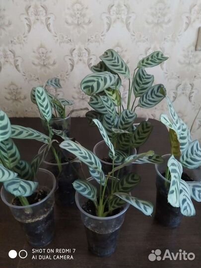 Калатея, Пальма