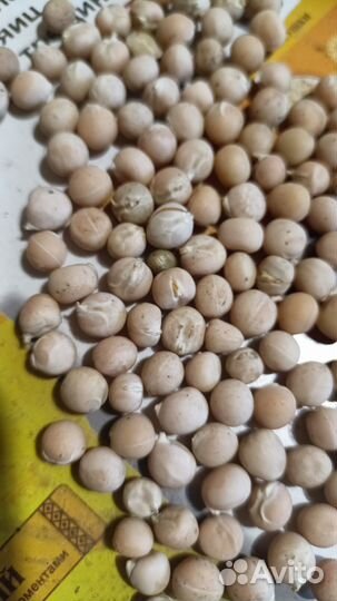 Пшеница,овес,ячмень,кукуруза, Богданович