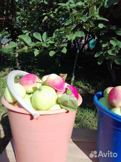 Яблоки домашние