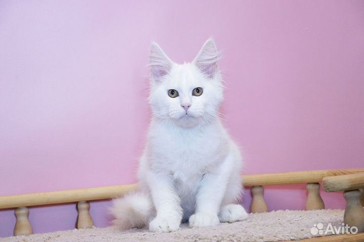 Мейн-кун котик белый солид