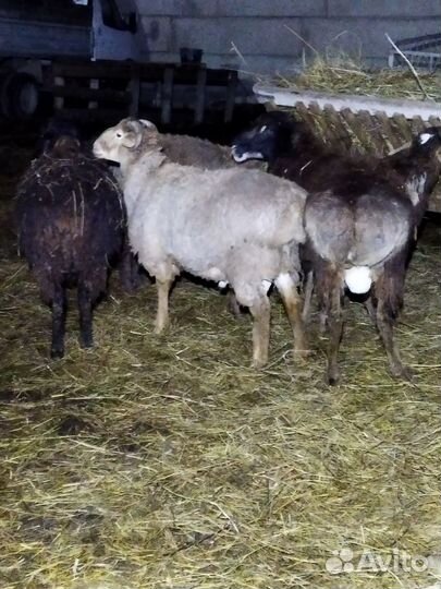 Овцы бараны