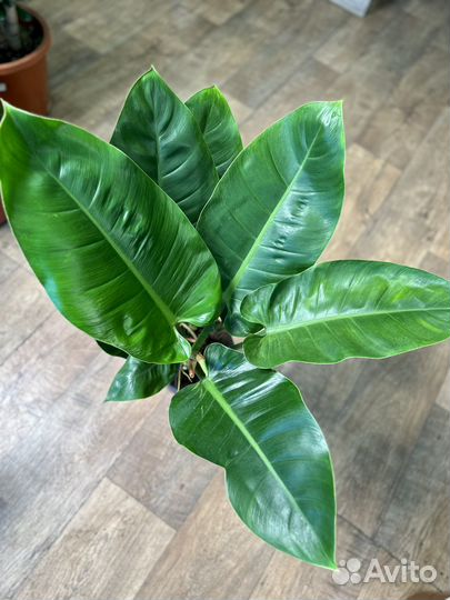 Филодендрон imperial грин