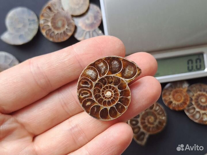 Окаменелости аммониты