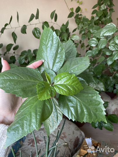 Гибискус китайская роза