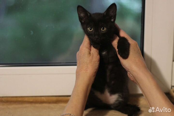 Отдам котят