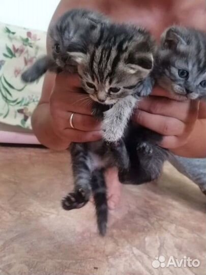 Шотландские котята