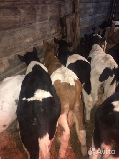 Бычки и телята