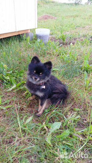 Малый немецкий шпиц