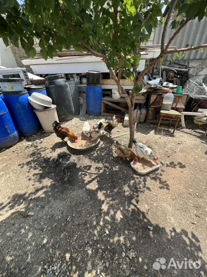 Куры несушки Серебрянки