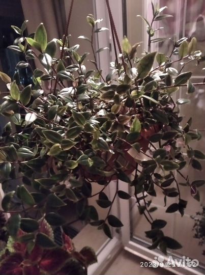 Традесканция белая невеста