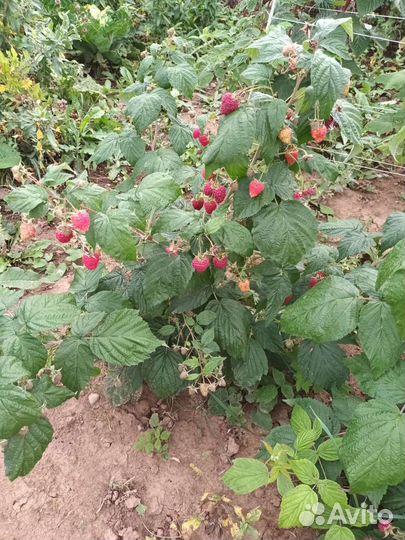 Ремонтантная малина Полька и Полана