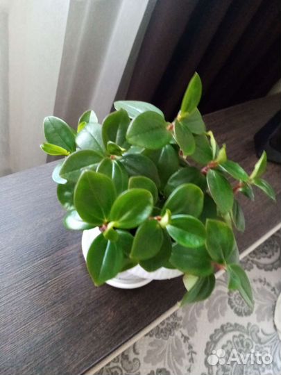 Комнатные цветы, пеперомия