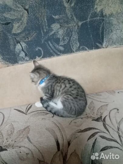 Котята в добрые руки мальчик и девочка