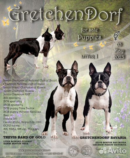 Щенки Бостон терьера