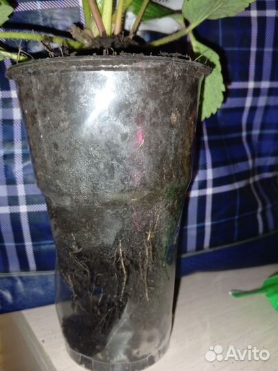 Клубника ремонтантная королева Елизавета 2