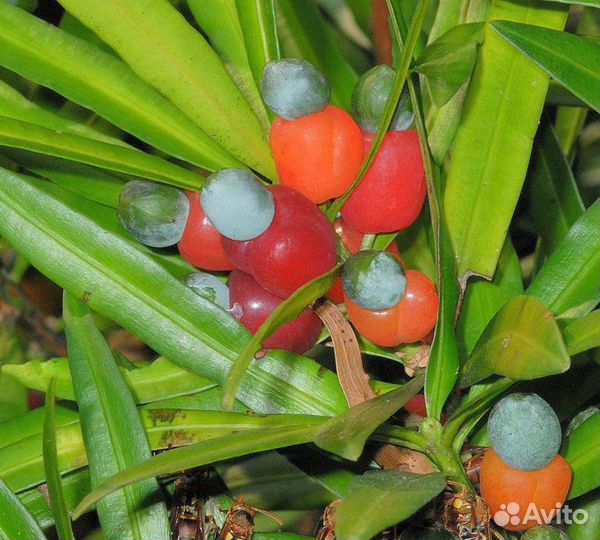 Мармеладное дерево(ногоплодник крупнолистный)