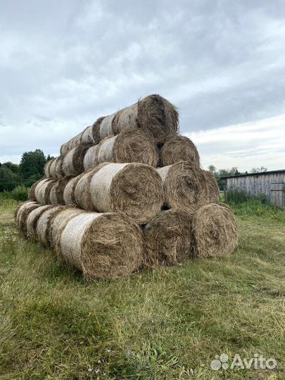 Сено в рулонах 2023