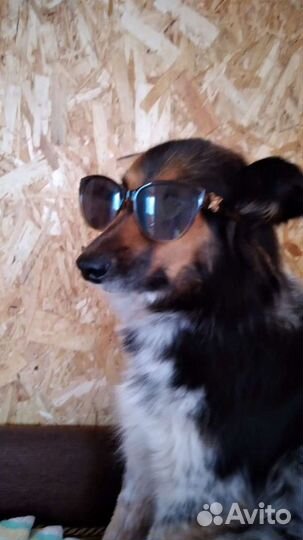 Собака для фотосессии