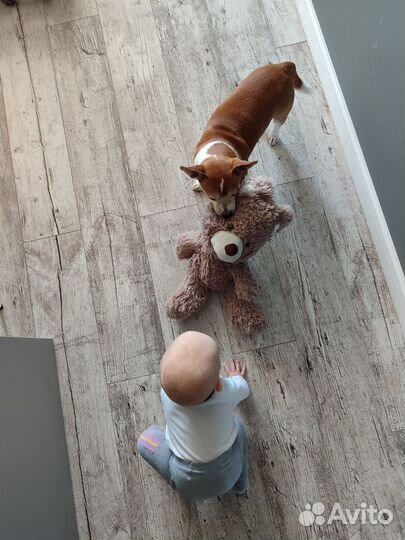 Ищем девочку для случки