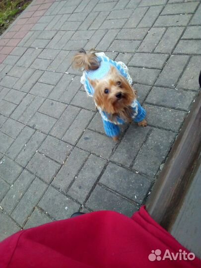 Йоркширский терьер вязка девочка