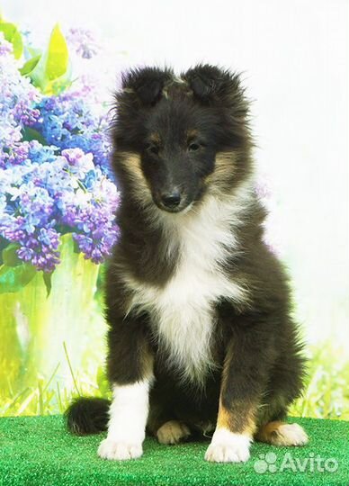 Щенки шелти