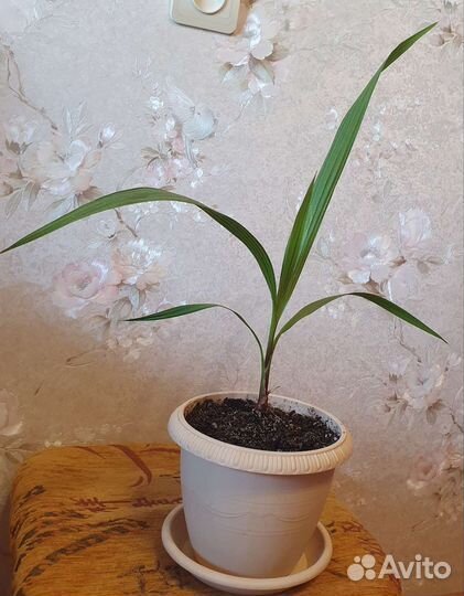 Пальма вашингтония