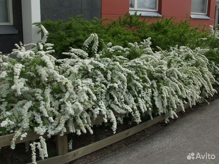 Спирея белая 