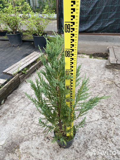 Можжевельник блю эрроу