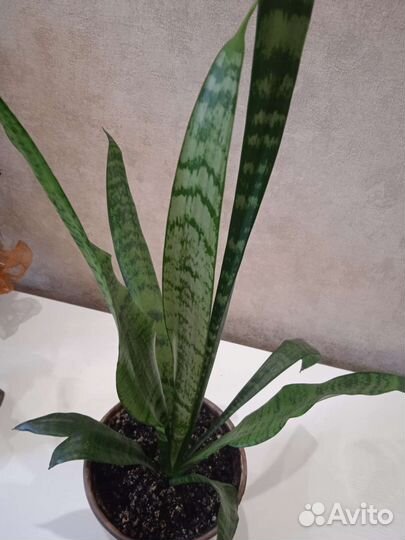 Комнатные цветы.Драцены,аглаонемы,дримиопсис