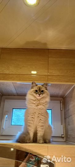 Передержка кошек