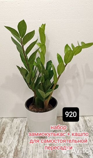 Замиокулькас + кашпо со скрытым поддоном