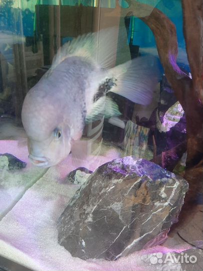 Аквариумные рыбки цихлиды