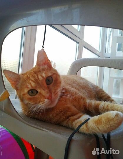 Рыжая кошка -счастье в дом