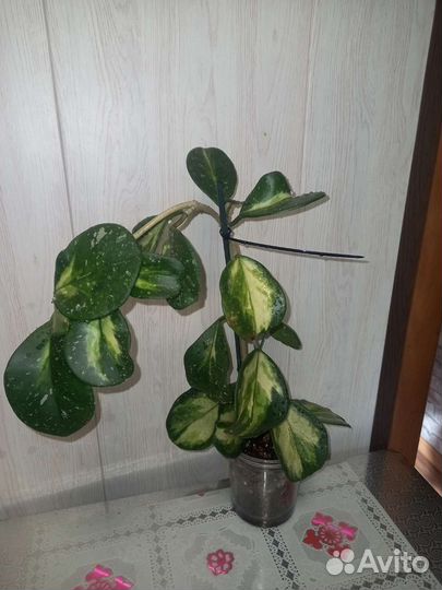 Хойя обовата вариегата