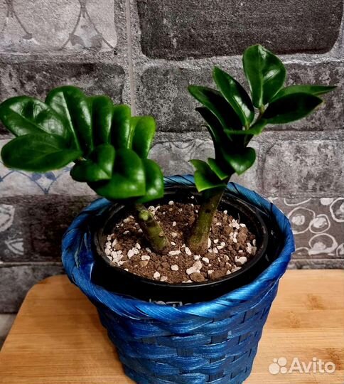 Хойя, Замиокулькас Жук, Блэк Равен и др