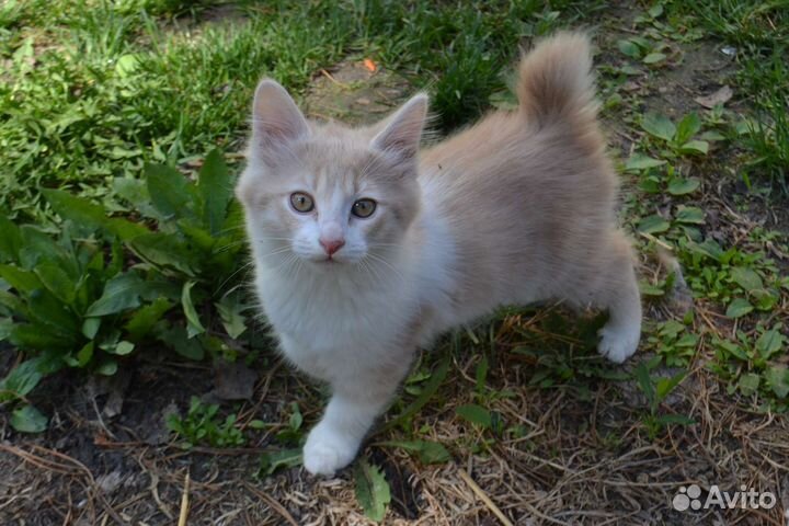 Курильчата -рысята