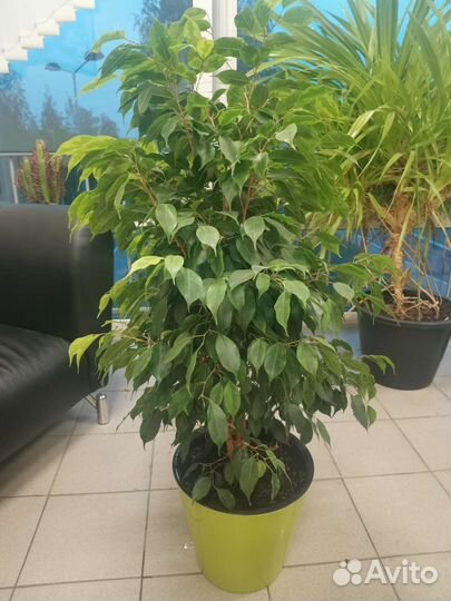 Фикус бенджамина