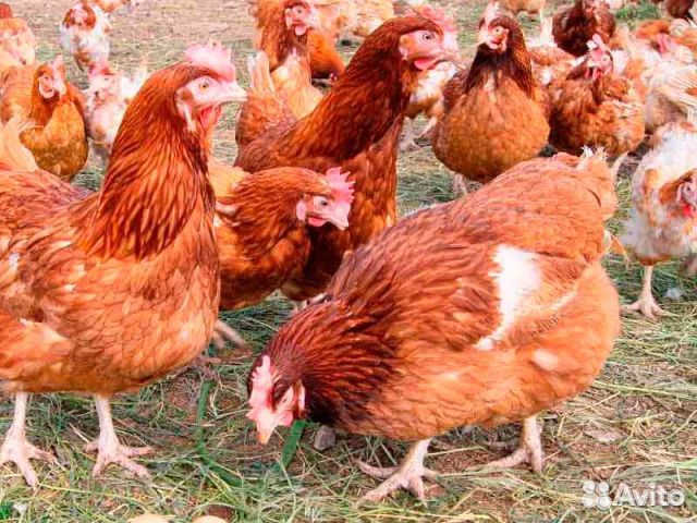 Куры-молодки