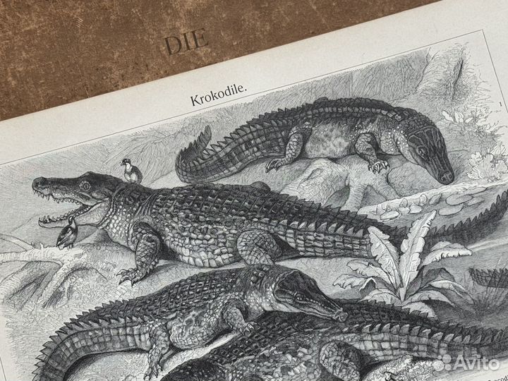 Старинная иллюстрация Крокодил