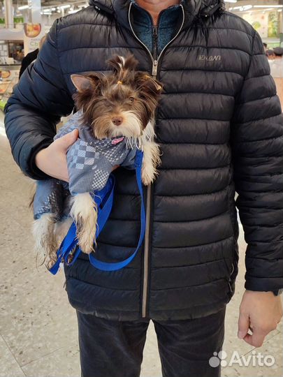 Зимний комбинезон для маленькой собаки