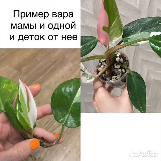 Филодендроны