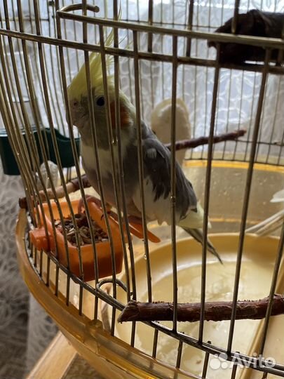Попугаи корелла с клеткой