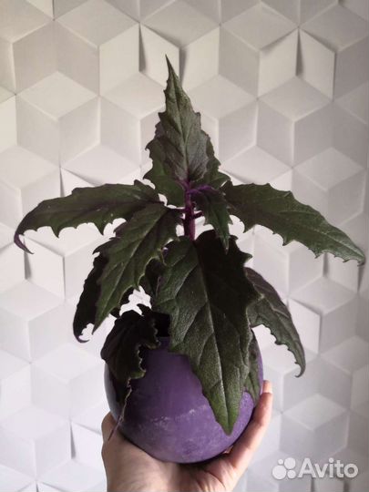 Суккуленты