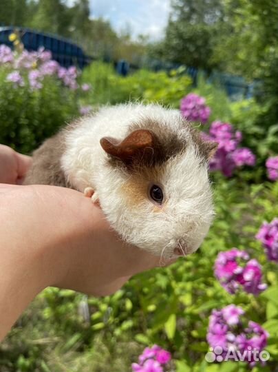 Морские свинки американский тедди