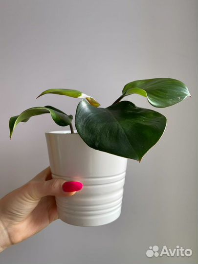 Филодендрон белый рыцарь