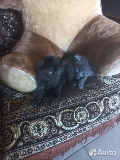 Кошка в дар