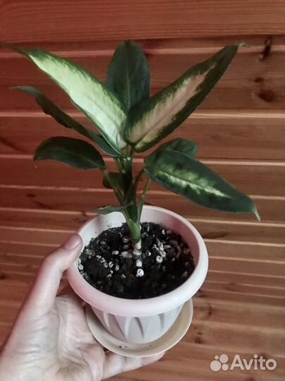 Диффенбахия Камилла, черный равен, квадриколор