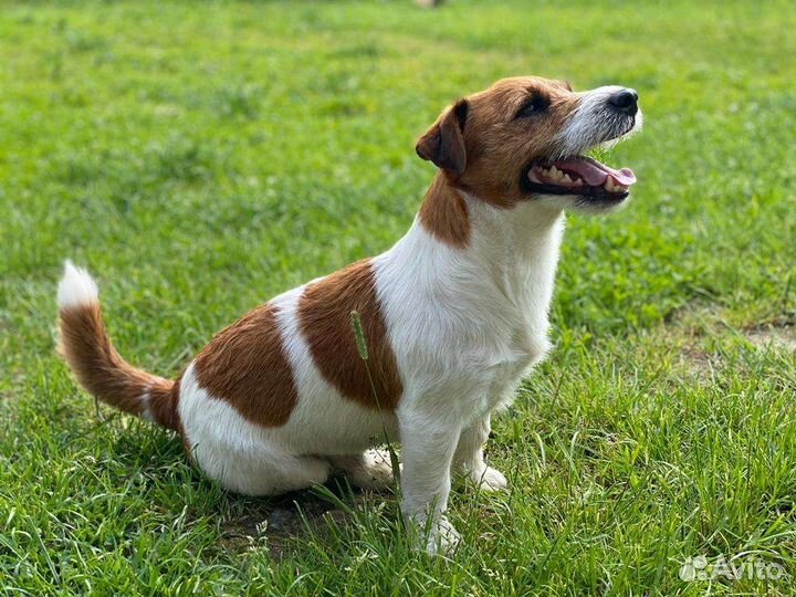 Вязка кобель джек рассел