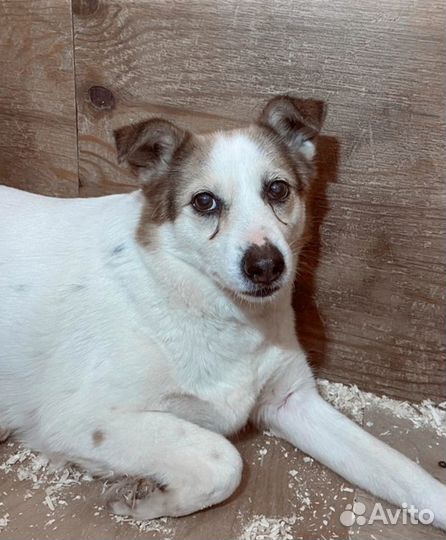 Трусливая Кнопочка боится всего на свете