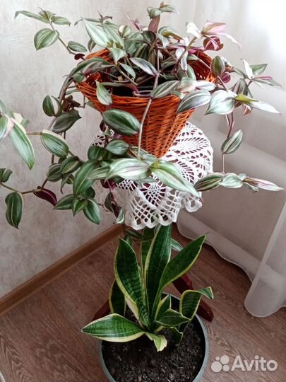 Комнатные цветы